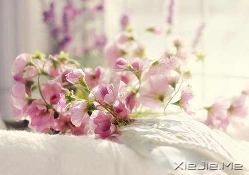 早安心语:脏话比谎言干净一千倍 (5)
