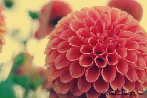 晚安心语:哭泣时没有肩膀依靠,那就仰起头 (4)